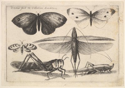 छह कीड़े, 1646। द्वारा Wenceslaus Hollar