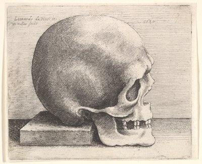 प्रोफाइल में दाईं ओर खोपड़ी, 1645। द्वारा Wenceslaus Hollar