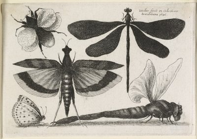 तितलियों का सेट, बारह में से एक, 1646 द्वारा Wenceslaus Hollar