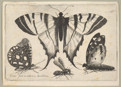 तीन तितलियों और एक ततैया, 1646। द्वारा Wenceslaus Hollar