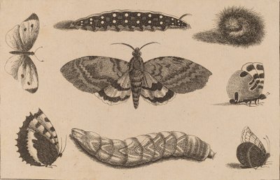 तीन कैटरपिलर, एक मोथ और चार तितलियाँ। द्वारा Wenceslaus Hollar