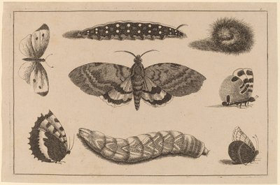 तीन कैटरपिलर, एक कीट, और चार तितलियाँ द्वारा Wenceslaus Hollar