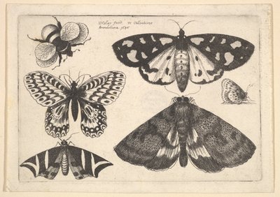 तीन पतंगे, दो तितलियाँ और एक भौंरा मधुमक्खी, 1646। द्वारा Wenceslaus Hollar