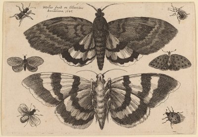दो पतंगे और छह कीड़े द्वारा Wenceslaus Hollar