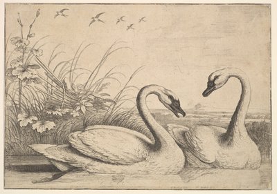 दो हंस, 1654-58। द्वारा Wenceslaus Hollar