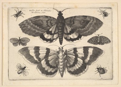 दो पतंगे और छह कीड़े, 1645। द्वारा Wenceslaus Hollar