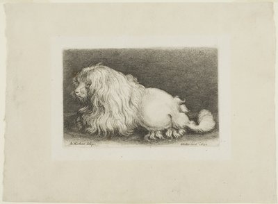 सफेद कुत्ता द्वारा Wenceslaus Hollar