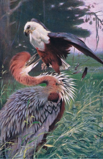 विशालकाय हेरोन और सी ईगल, विश्व के चित्रण से, C.1910 द्वारा विल्हेम कुह्नर्ट