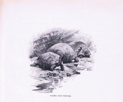 विशालकाय कछुए, दुनिया के समाज से चित्रण, c.1910 द्वारा विल्हेम कुह्नर्ट