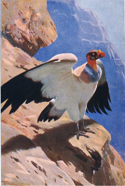 किंग वल्चर, फ्रेडरिक वार्न एंड कंपनी द्वारा प्रकाशित विश्व के वन्यजीव से, c.1900 द्वारा विल्हेम कुह्नर्ट