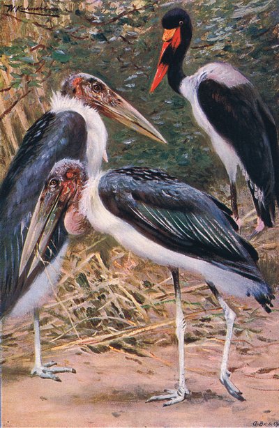 Marabou और Jabiru, विश्व की व्याख्या से, c.1910 द्वारा Wilhelm Kuhnert