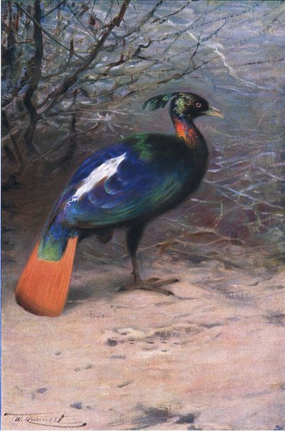 मोनाल, फ्रेडरिक वार्न एंड कंपनी द्वारा प्रकाशित विश्व के वन्यजीव से, c.1900 द्वारा Wilhelm Kuhnert