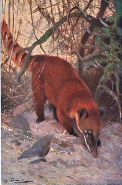 Red Coati, फ्रेडरिक वार्न एंड कंपनी द्वारा प्रकाशित विश्व के वन्यजीव से, c.1900 द्वारा विल्हेम कुह्नर्ट