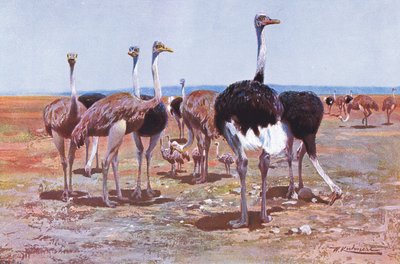 सोमाली शुतुरमुर्ग, दुनिया का चित्रण, c.1910 द्वारा Wilhelm Kuhnert
