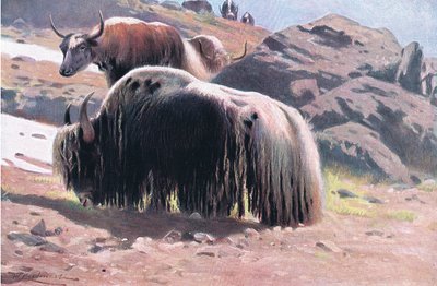 याक, फ्रेडरिक वार्न एंड कंपनी द्वारा प्रकाशित विश्व के वन्यजीव से, c.1900 द्वारा विल्हेम कुह्नर्ट