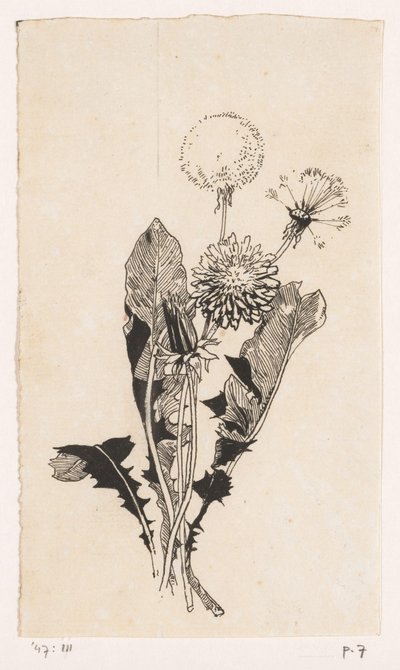 dandelion द्वारा विलेम वेनकेबच
