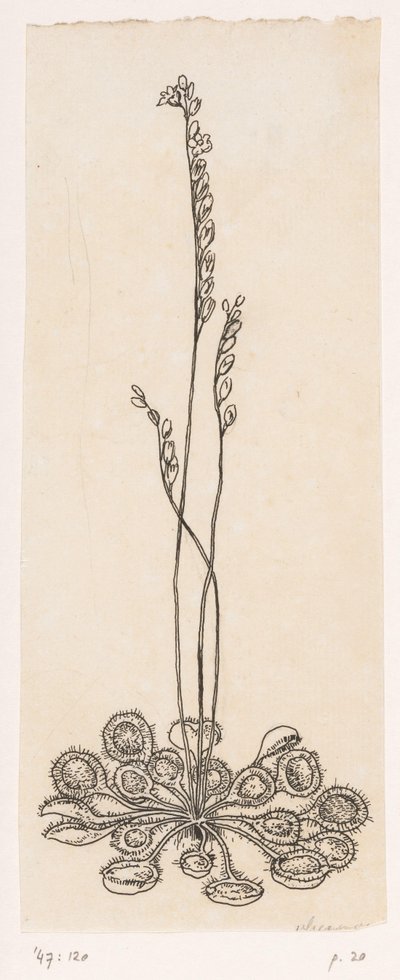 फ्लाईकैचर द्वारा Willem Wenckebach
