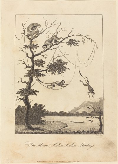 मेकू और किस्बी किशी बंदर, 1793। द्वारा विलियम ब्लेक