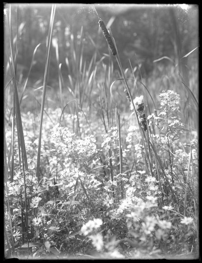 रिलायंस वुड्स में cattails का नज़दीकी शॉट, c.1912 द्वारा विलियम डेविस हसलर