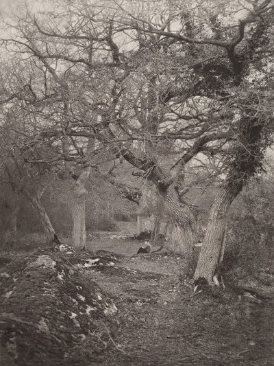 फॉनटेनब्लियू के वन, 1870 के दशक। द्वारा विलियम हैरिसन