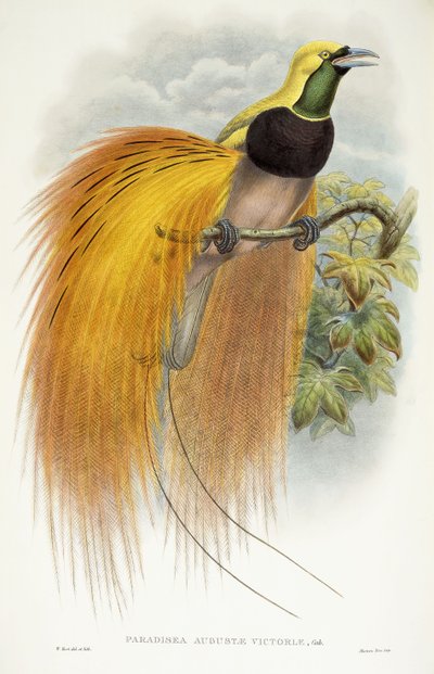 पैराडाइसिया अगस्ता विक्टोरिया, 1891-1898 द्वारा विलियम हार्ट