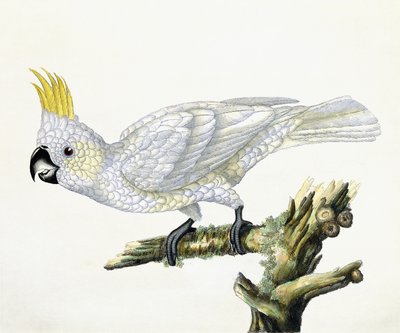 Cocatoo, 1779 द्वारा विलियम हेस