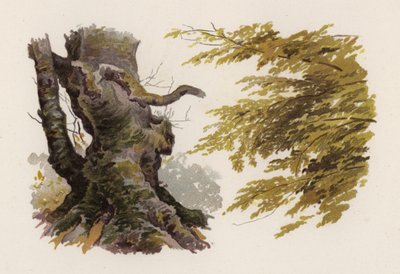 पेड़: बीच (रंग लिथो) द्वारा विलियम हेनरी जेम्स (बाद में) नाव