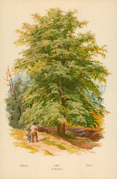 चूने। (Linden) द्वारा विलियम हेनरी जेम्स नाव