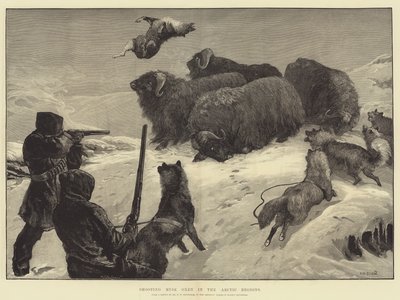 आर्कटिक क्षेत्रों में कस्तूरी ऑक्सन की शूटिंग द्वारा William Heysham Overend