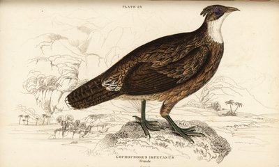 Himalayan monal, female, Lophophorus impejanus (Impeyan lophophorus, Lophophorus impeyanus) द्वारा विलियम होम लिज़र