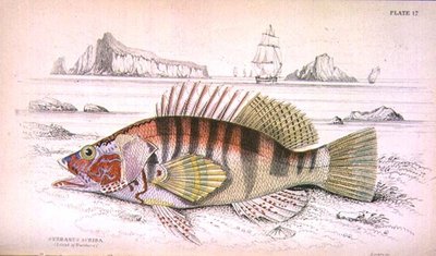 सर विलियम जार्डिन (1800-74), पब द्वारा संकलित 'नेचुरलिस्ट्स लाइब्रेरी' खंड I के कलाकार द्वारा उकेरी गई प्लेट 17 सर्बानस स्क्रिबा (बाज़िलुज़ो का द्वीप)। 1833-45 (उत्कीर्णन) द्वारा विलियम होम लिज़र