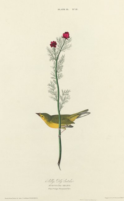 सेल्बी का फ्लाई कैचर, 1827। द्वारा विलियम होम लिज़र