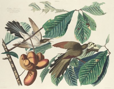 येलो-बिल्ड कोयल, 1827। द्वारा विलियम होम लिज़र