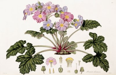 डेज़ी चीन, 1821-1826 द्वारा विलियम हूकर