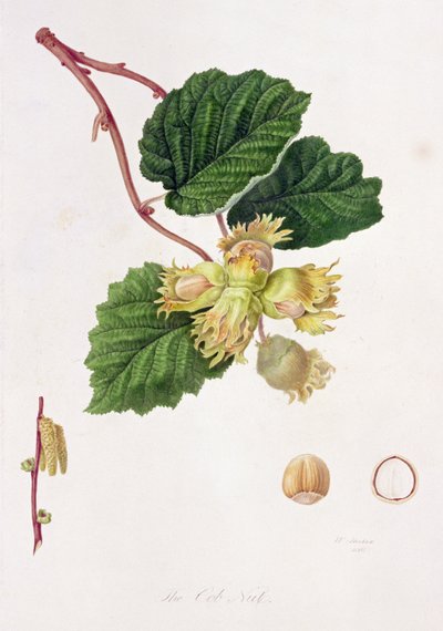 कोब नट, 1816 द्वारा विलियम हूकर