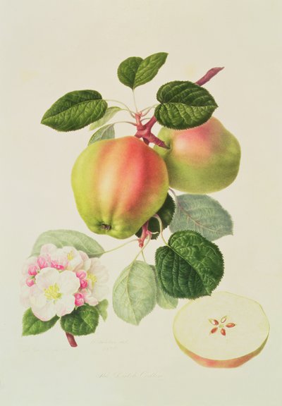 डच कोडलिन, 1820 द्वारा विलियम हूकर