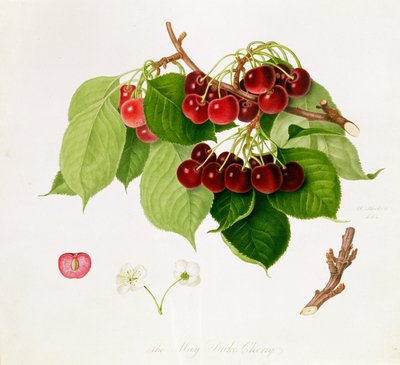 मई ड्यूक चेरी, 1815 द्वारा विलियम हूकर