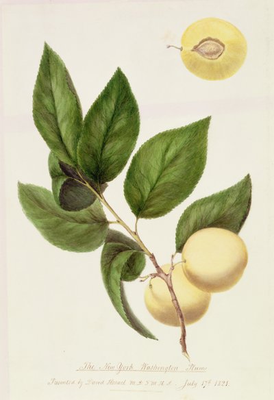 द न्यूयॉर्क वॉशिंगटन प्लम, 1821 द्वारा विलियम हूकर