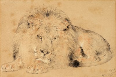 एक शेर का अध्ययन, 1879 (कागज पर चाक) द्वारा विलियम हगिंस
