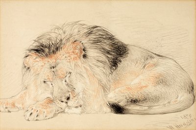 एक शेर का अध्ययन, 1879 (कागज पर चाक) द्वारा विलियम हगिंस