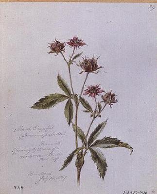 मार्श Cinquefoil, ब्रेंटवुड में चित्रित द्वारा विलियम जेम्स लिंटन