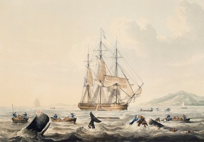 दक्षिण समुद्र में व्हेलिंग, विलियम जॉन हगिन्स (1781-1845), 44x57 सेमी . द्वारा उत्कीर्ण द्वारा विलियम जॉन Huggins