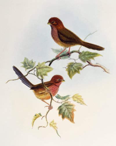 ब्राउन-विंग्ड पैरटबिल (पैराडोक्सोर्निस ब्रूनस), बर्ड्स ऑफ एशिया से लिथोग्राफ द्वारा विलियम मैथ्यू हार्ट