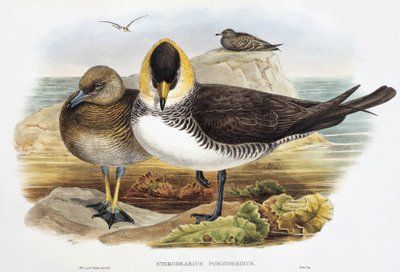 Pomarine Jaeger (Stercorarius pomarinus), बर्ड्स ऑफ़ ग्रेट ब्रिटेन से लिथोग्राफ द्वारा विलियम मैथ्यू हार्ट