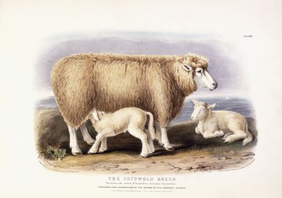 कोट्सवोल्ड ब्रीड, ईवे, 8 साल, 1840-1842 द्वारा विलियम शेल्स
