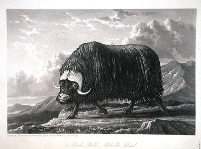 मस्क बुल, मेलविल आइलैंड, विलियम एडवर्ड पैरी द्वारा 1821 में प्रकाशित 'जर्नल ऑफ ए वॉयज फॉर द डिस्कवरी ऑफ ए नॉर्थ वेस्ट पैसेज फ्रॉम द अटलांटिक टू द पैसिफिक परफॉर्म्ड इन द ईयर्स 1819-20' से, 1821 में प्रकाशित (उत्कीर्णन) द्वारा विलियम वेस्टाल