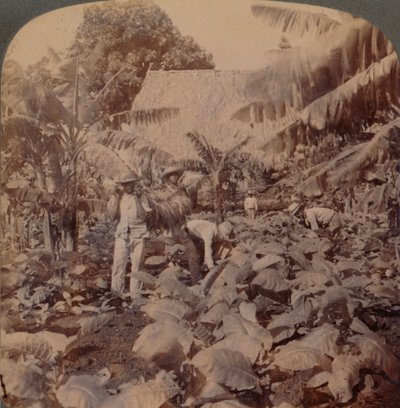 कटिंग टोबैको - ए टिपिकल प्लांटेशन - हवाना प्रांत, क्यूबा, 1899 द्वारा वर्क्स एंड सन स्कल्पचर स्टूडियो