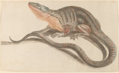 छिपकली, 1680s1690s। द्वारा जोहान टेलर की कार्यशाला