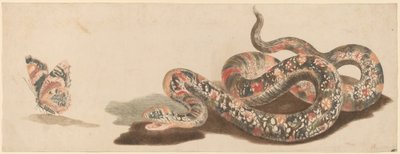 सांप और तितली, 1680s1690s। द्वारा जोहान टेलर की कार्यशाला