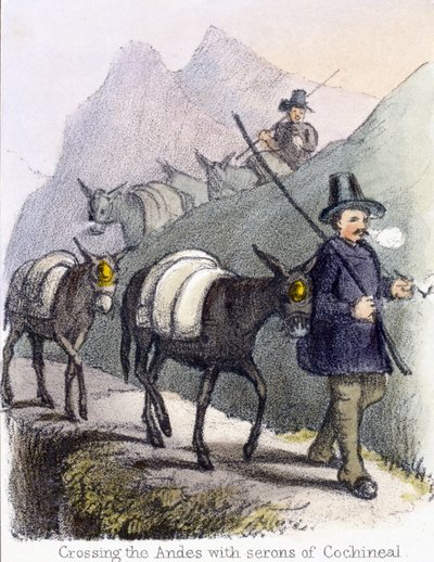 कोचीनल के सेरोन के साथ एंडीज को पार करना', c 1845 द्वारा फ्रेडरिक (एटीआर) बरनार्ड